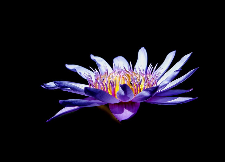 Lotus, lumpeen, kukka, makro, kasvi, lampi, violetti