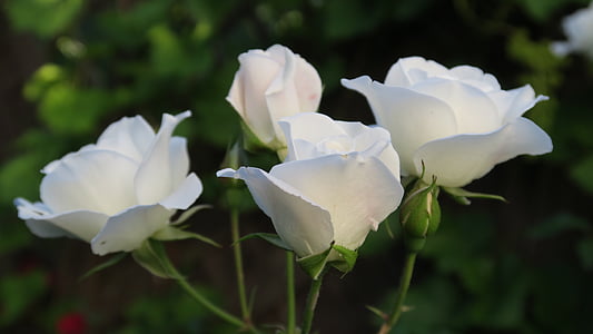 růže, bílá, bílé růže, bílé růže, květ, růže květ, způsob růží