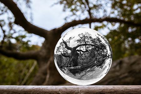 glass ball, tree, ball, aesthetic, forest, photo sphere, globe image