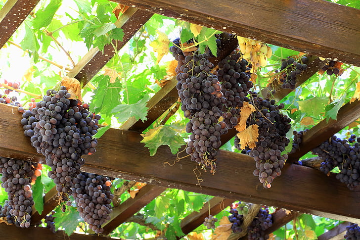 grapes, wine, fruit, vine, grapevine, blue grapes
