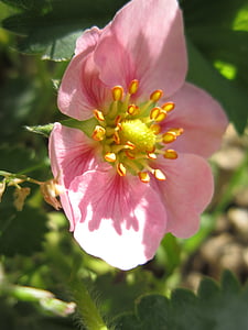 mansikka kukka, mansikka, Blossom, Bloom, vaaleanpunainen, Sulje, kevään