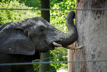 slon, stanovení, překážka, moc, Zoo, zvíře, volně žijící zvířata