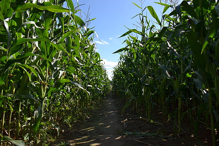 plants, cornfield, agriculture, corn, field, farming, rural