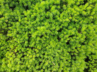 naalden, conifer, Close-up, plant, natuur, Frisch, groen