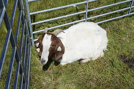 goat, animal, farm, agriculture, domestic, bock, horns