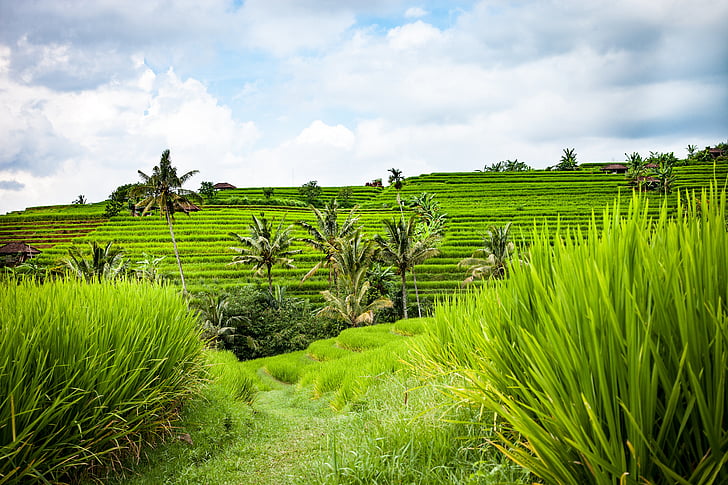 Bali, riž terase, krajine, riž, riževih polj, pridelava riža, neoluščeni