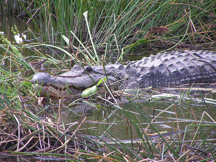 Alligator, Gator, Floride, herbe, Lac, étang, grande