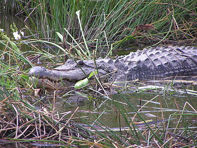 aligátor, Gator, Florida, tráva, jezero, rybník, velké