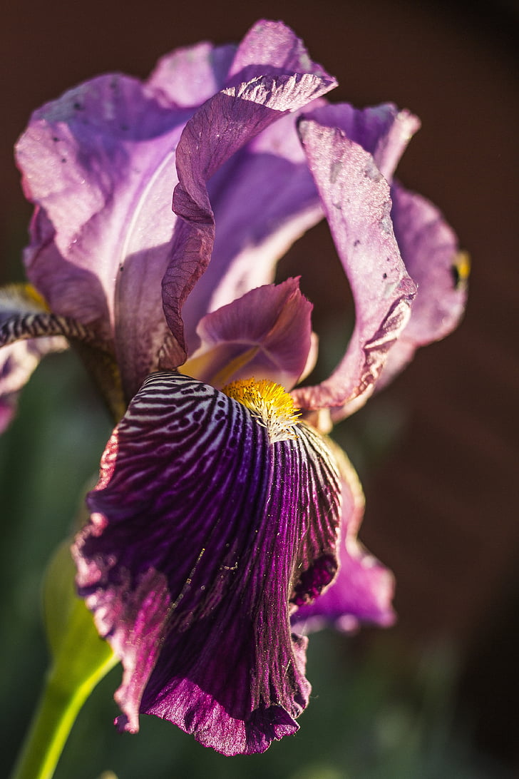 irideae, Iris, kwiat, roślina, wiosna, ogród, Iridaceae