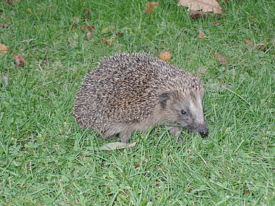 hedgehog, grass, prickly, nature, animal, rush, hannah