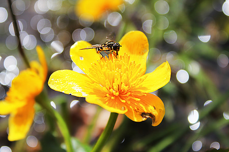 Bee, blomst, Blossom, Bloom, insekt, Luk, bestøvning
