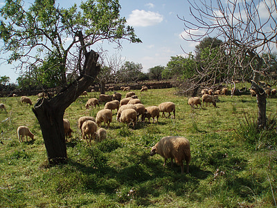 Idille, aitas, aitu ganāmpulku, dzīvnieki, saime