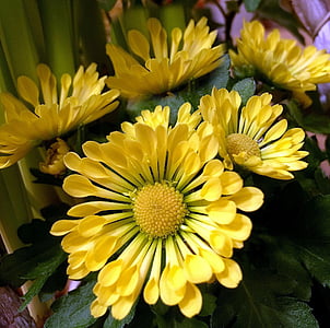 Blumen, gelb, in der Nähe, Blumenstrauß, Stempel