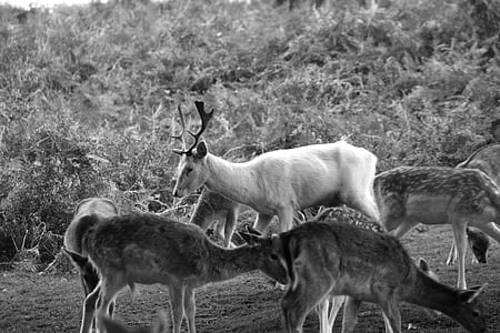 deer, black and white, animal, black, white, wildlife, antler
