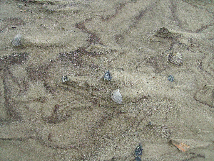 piasek, małże, Plaża, Natura, piaszczystej plaży