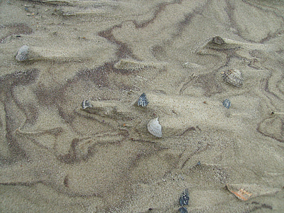 sand, mussels, beach, nature, sand beach