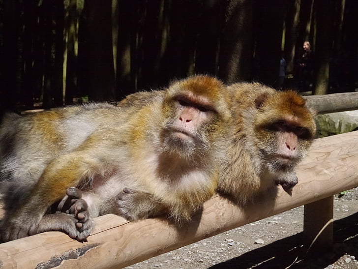 monkey mountain, monkey, sun, lazy, fur