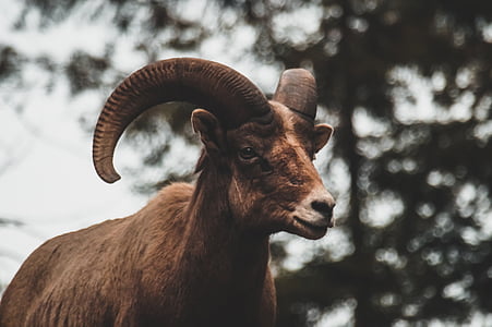 close, photograph, ram, big, horn, sheep, animal