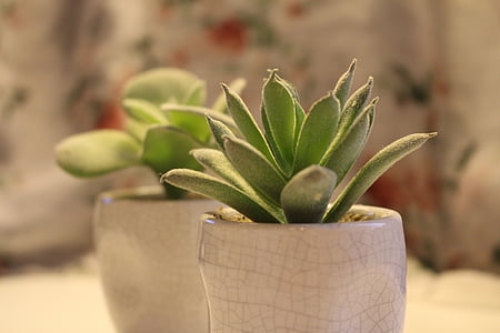 Sukulentiniai augalai, Pranešk apie netikrą augalų, sodinukai, rašomasis stalas, biuro baldai