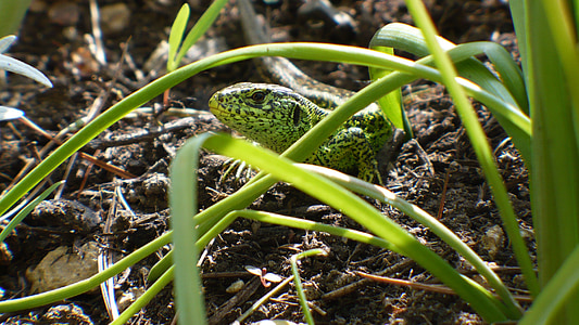 sand lizard, hiding place, lizard, cold blooded animals, reptile, nature