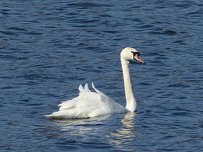 Swan, Angsa, Danau, putih, bulu, burung air, indah angsa