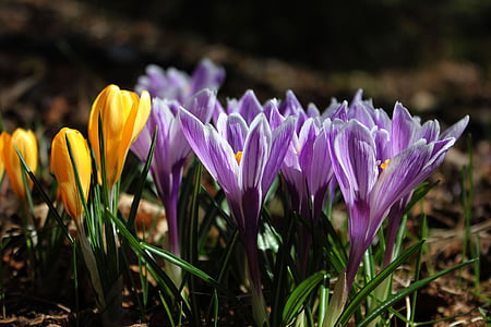Šafrán, květiny, Příroda, jaro