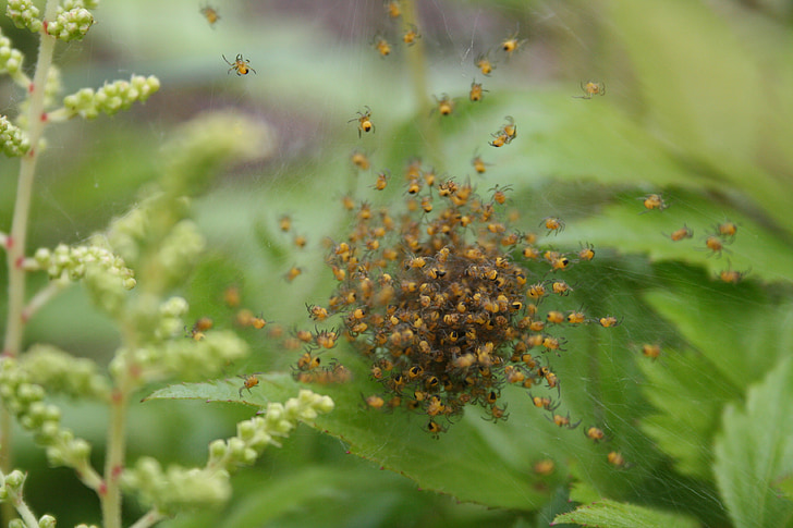 spin, természet, makró, Web, bug, közelről, pók hálójában