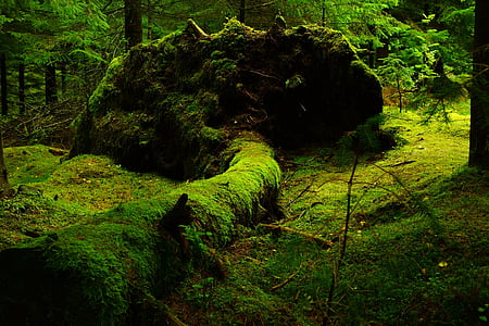 krajobraz, Zdjęcie, drzewa, rośliny, lasu, Moss, Norwegia, Natura