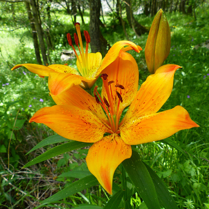 flowers, nature, macro, summer flowers, wild flowers, color orange, orange lily