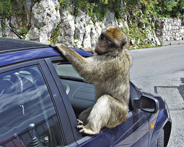 Gibraltar, baviaan, aap, dier, auto, aap