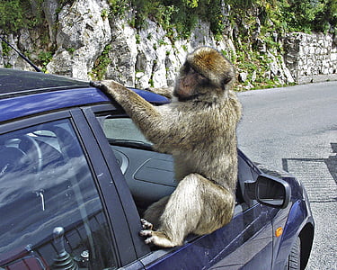 gibraltar, baboon, monkey, animal, car, ape
