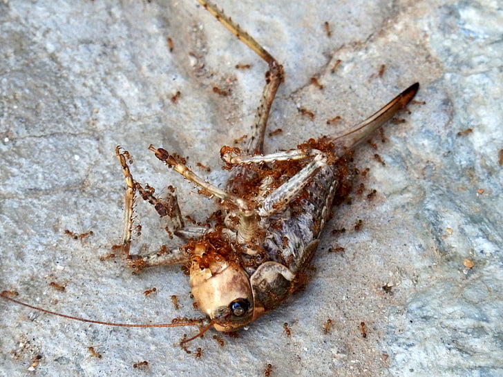 inseto, inseto morto, Locust, gafanhoto, Acrididae, formigas, Carcas