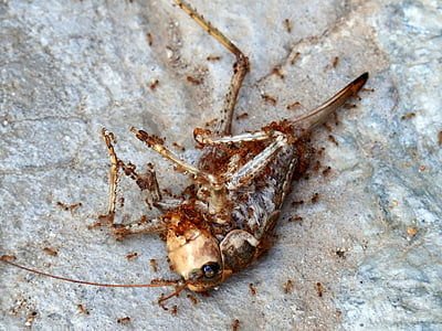 insect, dead insect, locust, grasshopper, acrididae, ants, carcas