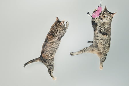 katten, -stap-springen, spelen, speelse, Feline, Kitten, binnenlandse