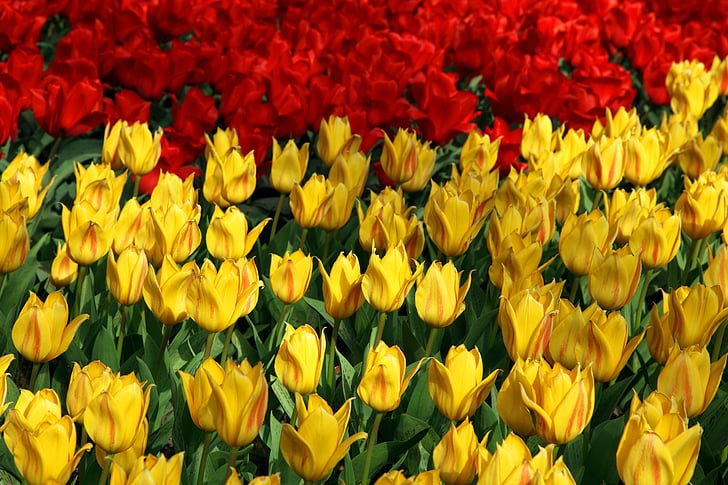 merah, kuning, Tulip, Tulip, hijau, latar belakang, Wallpaper