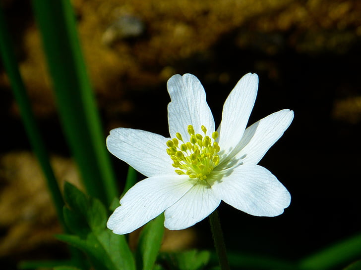 madeira anemone, Primavera, flor, flor, flor, Branco, anêmona