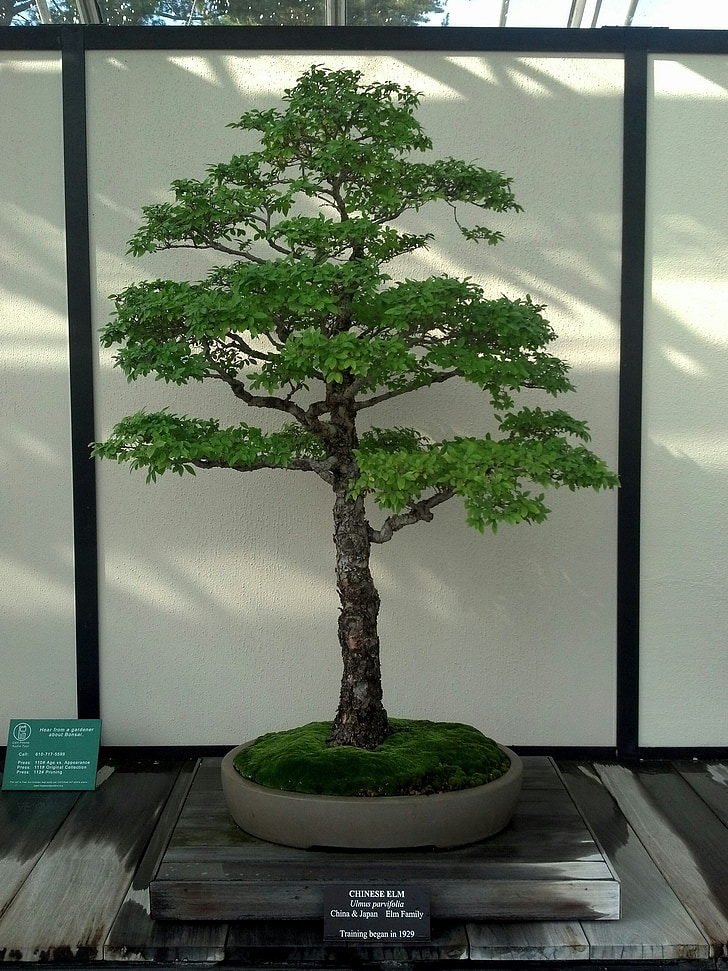 Bonsai, miniatura, árbol, verde, naturaleza, jardín, Japonés