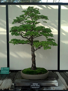 bonsai, miniature, tree, green, nature, garden, japanese
