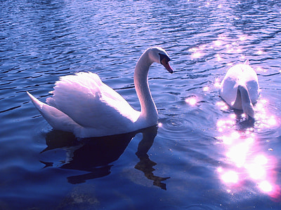 swans, birds, lake, water, close-up, macro, blue