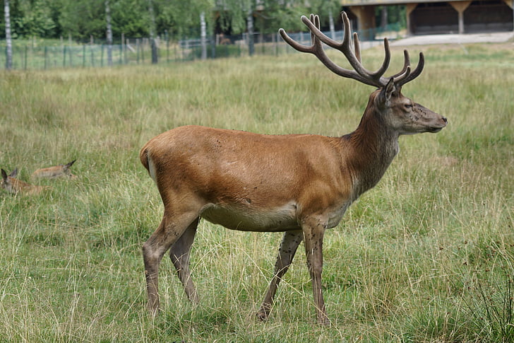 platzhirsch, red deer, fallow deer, antler