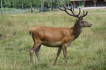 platzhirsch, red deer, fallow deer, antler