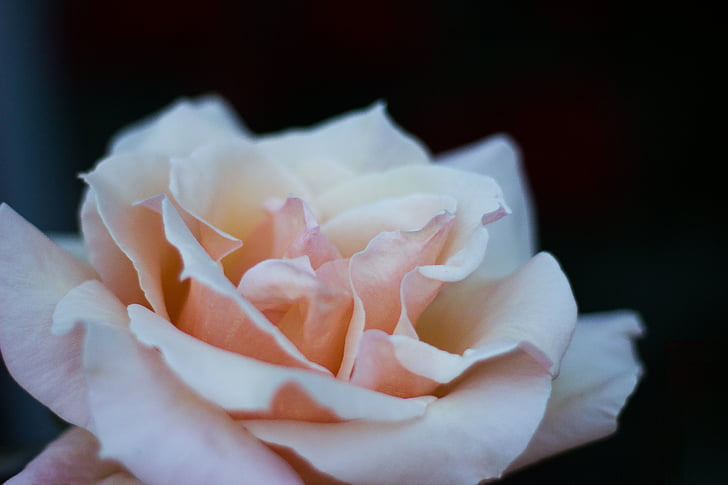 Closeup, photo, Peach, Rose, fleur, fleurs, nature