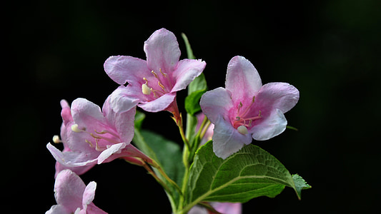 arbusto de floración, rosa, verano