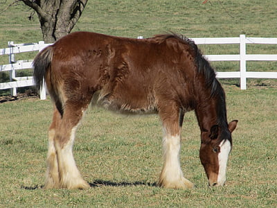 Clydesdale, kuda, anak lembu berumur setahun, muda, merumput, padang rumput, Paddock