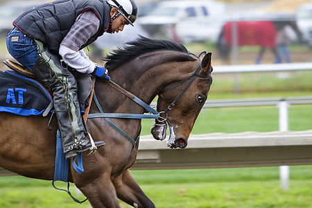 állat, közeli kép:, verseny, lovas, ló, ember, személy