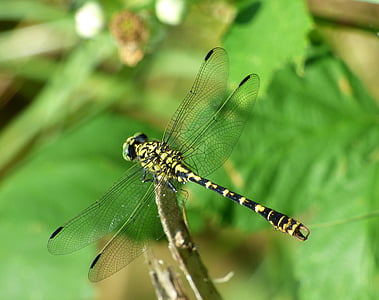 demoiselle, dragonfly, insect, nature, green, sun, yellow