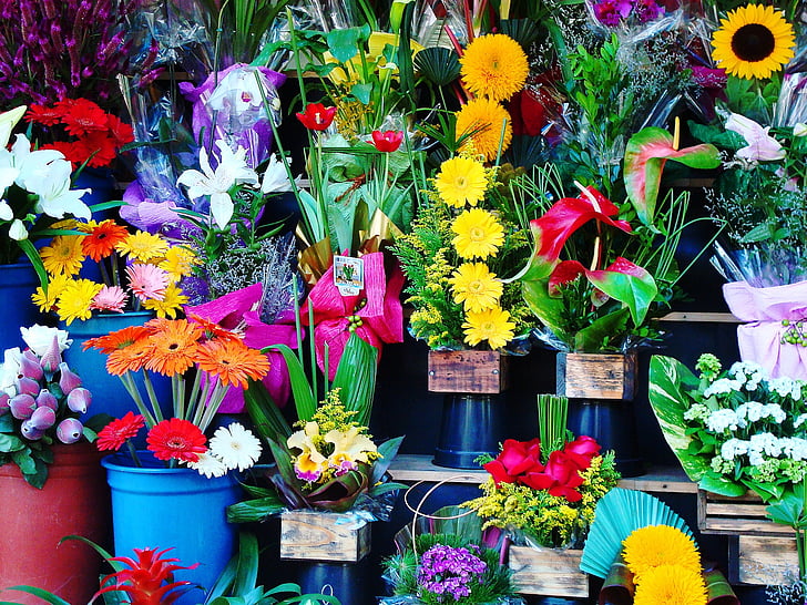 blomster, blomsterbutik, haven, blomst, plante, natur, multi farvet