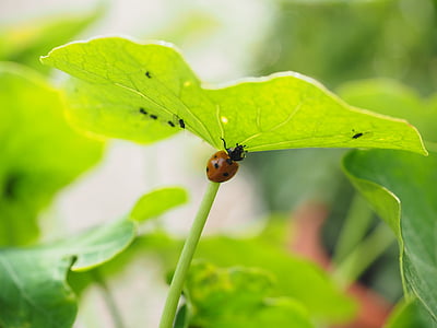 ladybug, lice, eat, hunting, coccinellidae, beetle, elytron