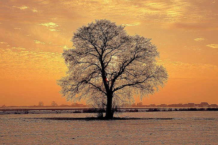 drevo, osamljen, pozimi, obzorju, sneg, zahod, sonce