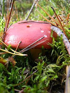 cogumelos, floresta, vermelho, ninhada